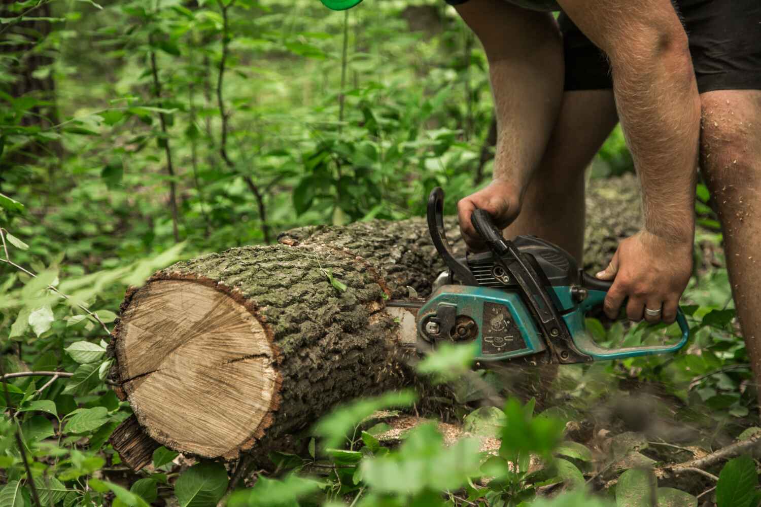 Best Stump Grinding Near Me  in Wentzville, MO